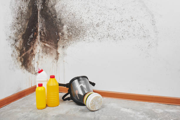 Best DIY Mold Remediation Support Services in Goulds, FL