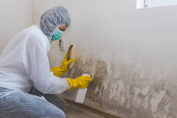 Best Residential Mold Remediation in Goulds, FL