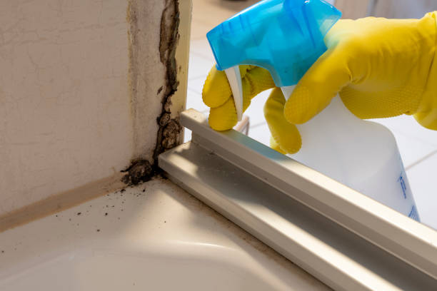 Best Commercial Mold Remediation in Goulds, FL